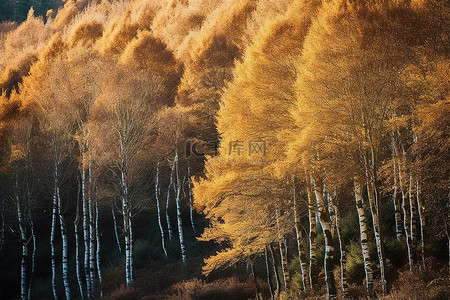 戴尔名片背景图片_这些树在苏格兰的戴尔森林里