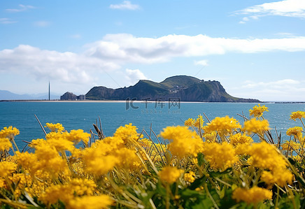 清爽黄色背景背景图片_山海前美丽的黄色花朵