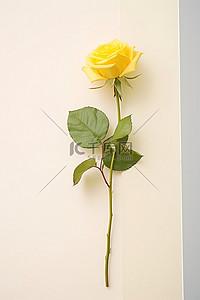 玫瑰白背景图片_白墙花瓶里的一朵黄玫瑰