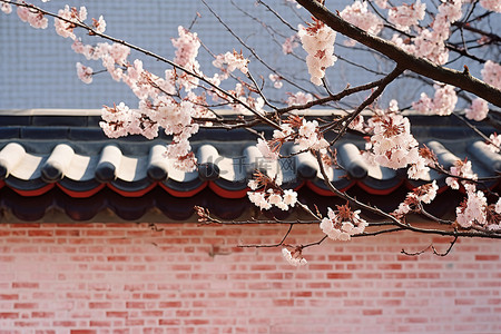 墙上的韩国樱花