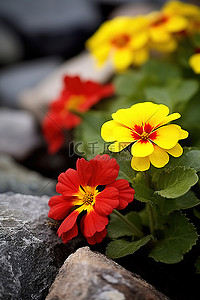 一群黄色和红色的花朵，周围有岩石