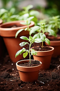 土豆黑膜种植背景图片_园艺花盆和种植植物
