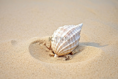 假期图片背景图片_沙滩上的贝壳图片