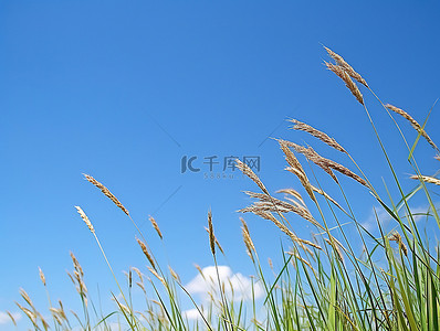 高高的草丛在蓝天
