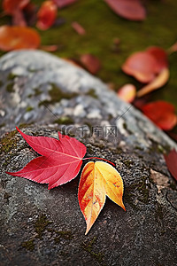 红色和黄色的叶子坐在岩石上