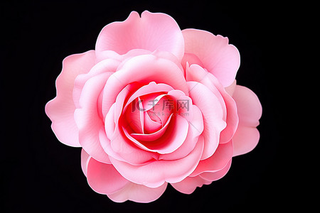 花玫瑰花背景图片_夏季单束粉色玫瑰花