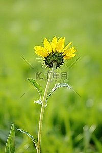 初夏背景图片_初夏的向日葵在草地上