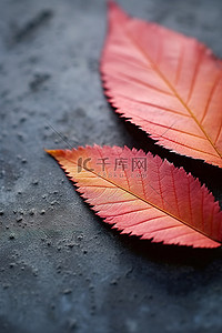 橙色枫叶背景图片_两片红色和橙色的叶子坐在混凝土板的中间