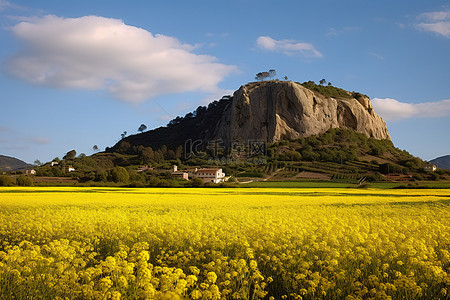 金黄色田野背景图片_田野里，金黄色的油菜花正在生长