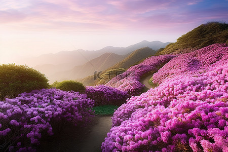 拉花背景图片_艾芬豪杜鹃花