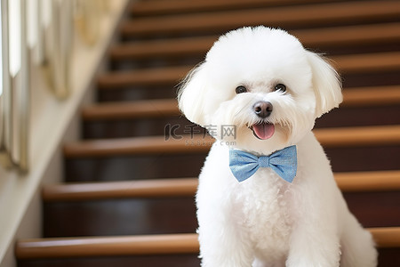 一只白狗正走下楼梯，坐在领结上