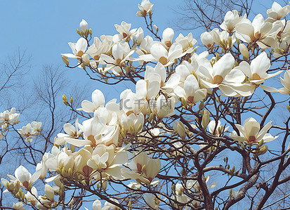 山茶花树背景图片_玉兰花在蓝天旁边的田野里绽放