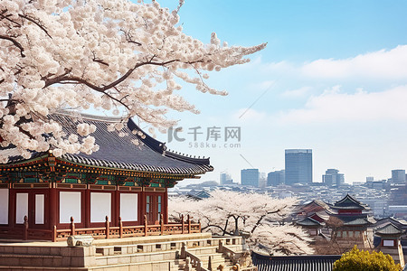 古老房屋背景图片_一座古老的韩国房屋附近矗立着白色盛开的樱花树