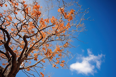 秋天柿子树背景图片_一棵树，叶子映衬着蓝天