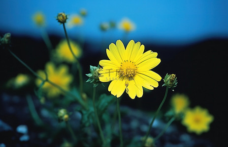 地上几朵黄色的花，上面覆盖着浅绿色的背景