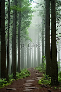 寒假旅行记背景图片_雾蒙蒙的森林里，一条小路两旁都是树木