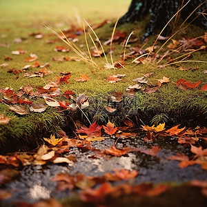 枝条树叶背景图片_秋天的树叶在秋天的草丛中