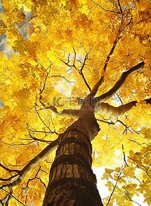 树顶背景图片_从树顶看到一棵黄叶树