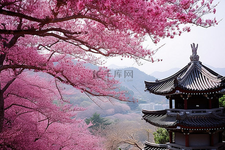 华严寺背景图片_树或开花的樱花树的塔