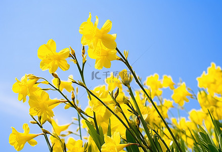 蓝天和花朵背景图片_黄色的花朵和蓝天