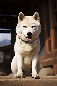 柴犬背景图片_柴犬 大邱 日本