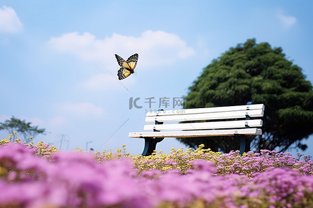 花朵上的背景图片_公园里粉红色花朵上的白色长凳和蝴蝶