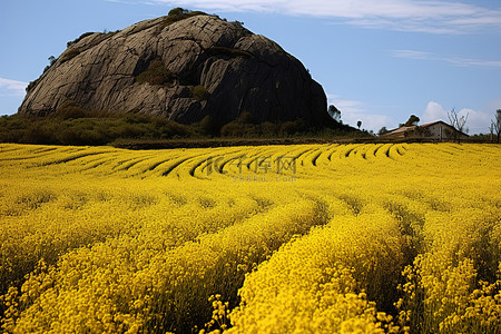 金黄色的背景图片_田野里，金黄色的油菜花正在生长