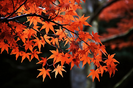 日本的秋天 日本枫树 gtg 免费图像