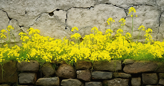 油菜花田背景背景图片_田野里的野生拉皮尼花，有石头和旧水泥