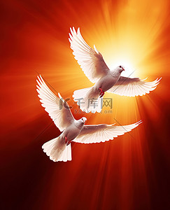 飞翔鸽子背景图片_橙色背景上飞翔的两只白翅鸟
