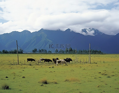 奶牛在田野里，远处有山