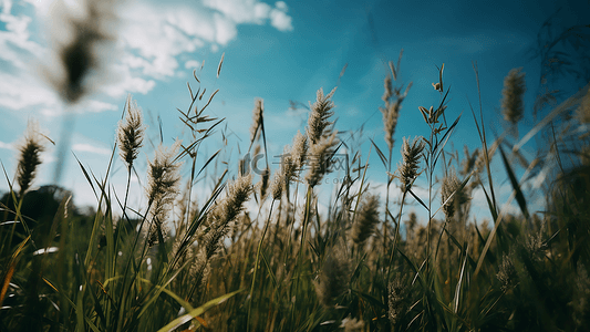 金色的麦子背景图片_草地草原麦穗风景插图