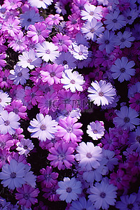 草丛中看到紫色粉红色蓝色白色的花朵