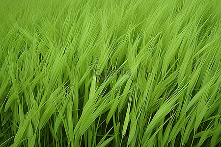 小麦或大米
