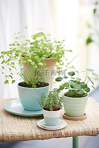 桌子上一个小盆里的三盆植物