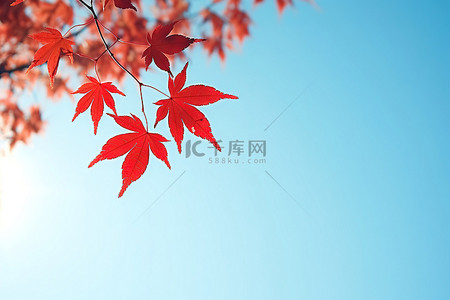 秋天照片中的红叶
