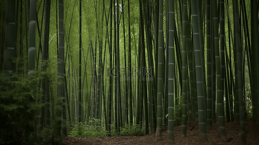 水彩名片背景图片_竹子竹林植物背景
