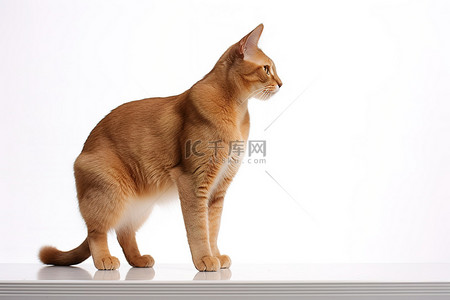 婆罗洲背景图片_婆罗洲海妖猫站在桌子上