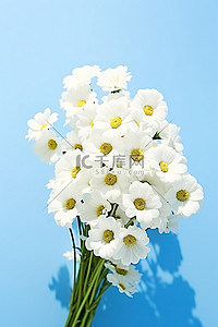 白色花背景图片_中间放一小束白花