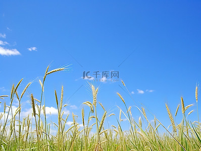 蓝天下田野里高高的小麦草