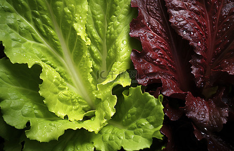 蔬菜绿叶背景图片_红叶和绿叶生菜