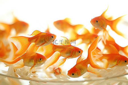 金色金鱼背景图片_透明碗里有许多金色的金鱼
