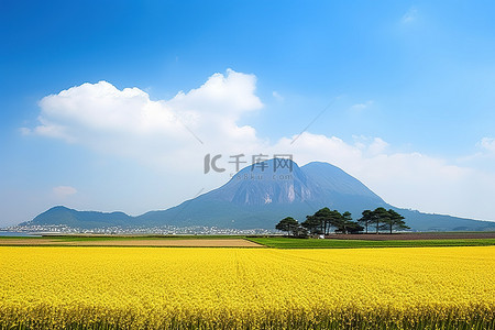 油菜花田背景背景图片_黄色田野中央可见一座山