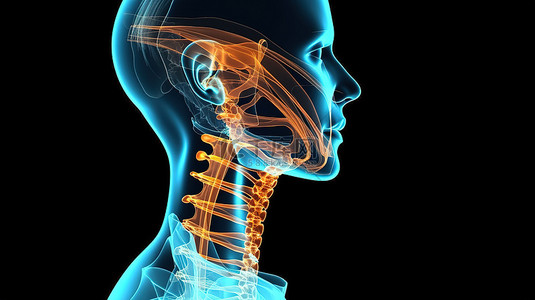 北美洲模型背景图片_3D 女性医学模型突出显示的颈骨