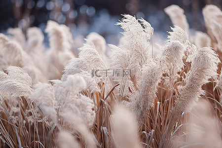 川背景背景图片_开满白色和棕色花朵的草地