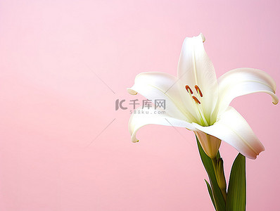 白背景上孤立的花背景图片_粉红色背景上孤立的白百合