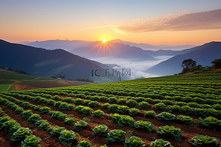 躺在菜地背景图片_夕阳西下的菜地