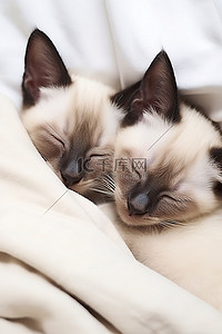 躺着休息背景图片_两只暹罗小猫睡在床上