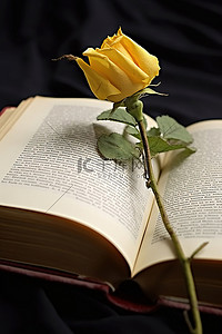 一本打开的书，书页上伸出一朵黄玫瑰