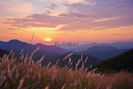 山坡秋天背景图片_太阳落在长满野草的山坡上